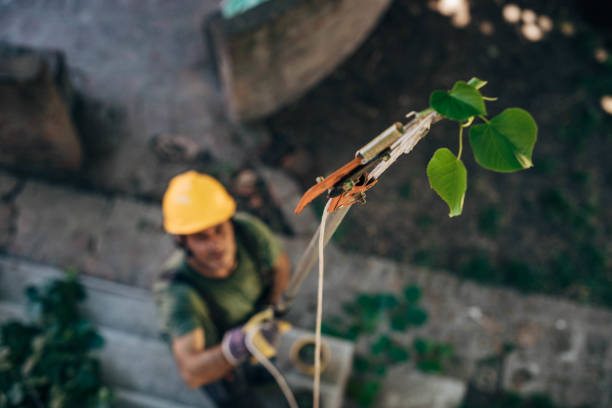 The Steps Involved in Our Tree Care Process in Rouses Point, NY